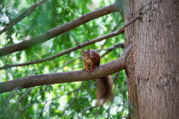 Eurasisches Eichhörnchen (Sciurus vulgaris) im Baum, Schaut in die Kamera