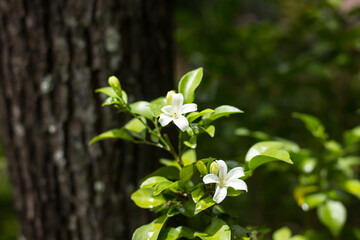 Orange Jessamine flowers