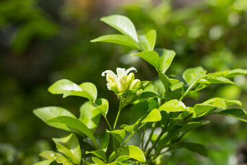 Orange Jessamine flowers