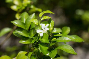 Orange Jessamine flowers