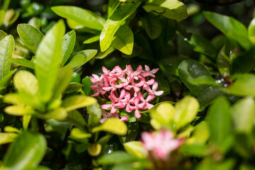 Obraz na płótnie Canvas Close up of Small Pink Ixora flower