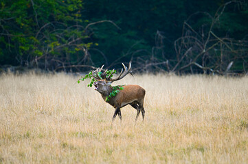 Red Deer Stag