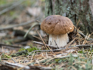Edible mushroom growing near a tree