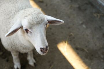 Cute funny sheep on farm, closeup. Animal husbandry