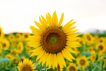 ひまわり畑（岐阜県大垣市）