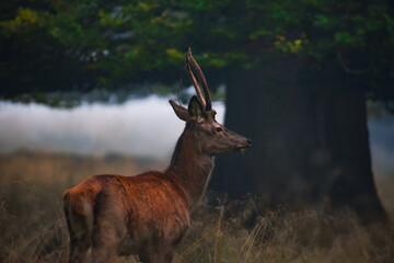 Red Deer Stag
