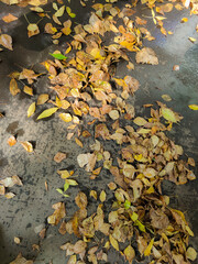 autumn leaves on the ground