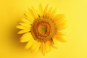Beautiful bright sunflower on yellow background, top view