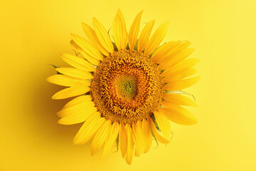 Fototapeta premium Beautiful bright sunflower on yellow background, top view