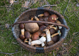 edible mushrooms in an old basket