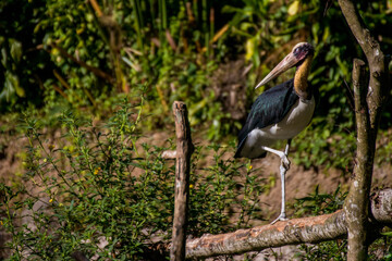 Portrait of an bald head ibis