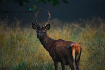 Red Deer Stag