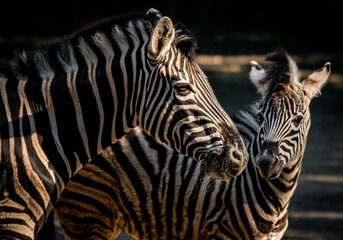 Fototapeta na wymiar 2 Zebras hanging with each other