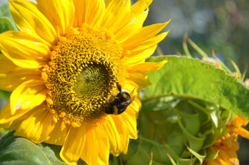 Naklejka premium bee on sunflower