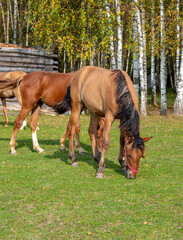 Young brown horses graze in a clearing near a log barn on a Sunny early autumn day.