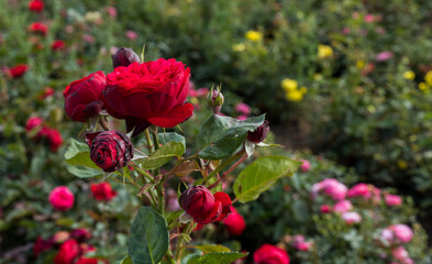 field with old type of red roses