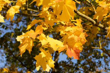 Yellow maple leaves against the sky
