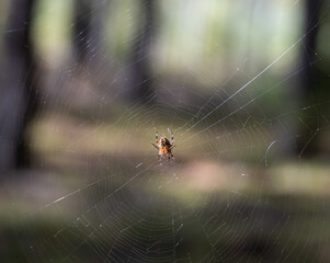 close-up on the spider's web and the spider sitting on it