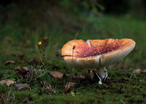 red toadstool growing in the forest