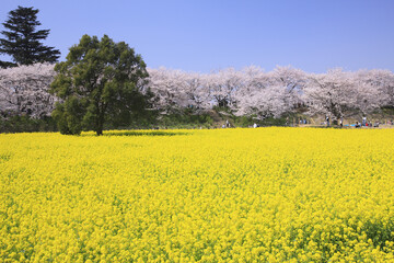 菜の花畑と桜