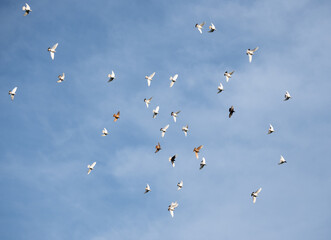 flying flock of pigeons against the sky