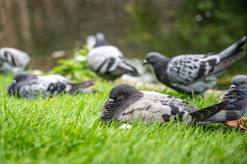 Flock of pigeons resting on grass, Wells, Somerset