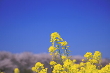 菜の花畑と桜