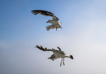 Flying seagulls over blue sky.