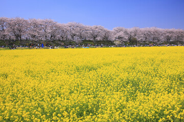 菜の花畑と桜