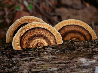 Multi colored mushroom or conk on a decaying coconut trunk, selective focus - obrazy, fototapety, plakaty