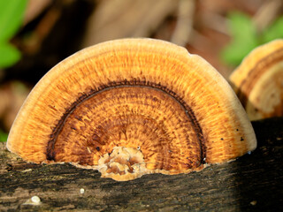 Multi colored mushroom or conk on a decaying coconut trunk, selective focus