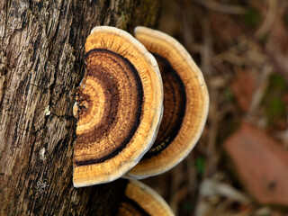 Multi colored mushroom or conk on a decaying coconut trunk, selective focus - obrazy, fototapety, plakaty