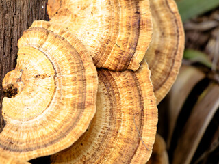 Multi colored mushroom or conk on a decaying coconut trunk, selective focus