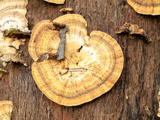 Multi colored mushroom or conk on a decaying coconut trunk, selective focus