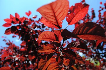 Red leaves on the branches of the tree in autumn.