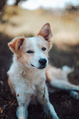 Cute redhead white dog lies and rests on the grass in the park, vertical orientation. Beautiful horizontal landscape view of golden grass field