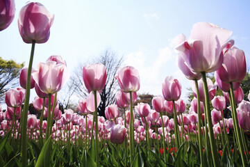 チューリップのお花畑