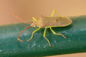 Bug (Plinachtus imitator)