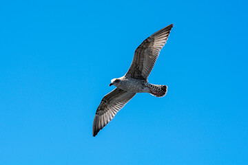 A picture of a flying seagull close to a fishing boat. A clear blue sky with patches of clouds in the background