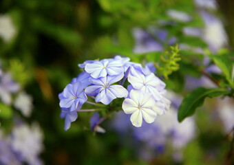 Plumbago flowers and leaves (Plumbago auriculata ) 