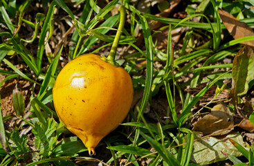 Brazilian exotic fruit, Yellow abiu, on soil (Pouteria caimito)