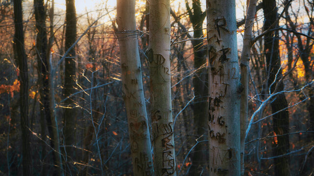 sunset in the woods © Sean