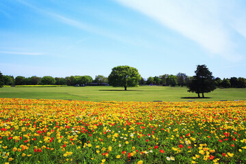 ポピー咲く広場