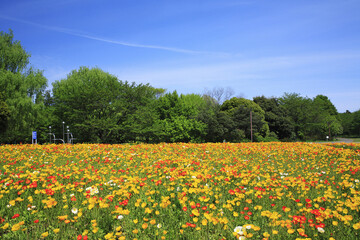 ポピーのお花畑