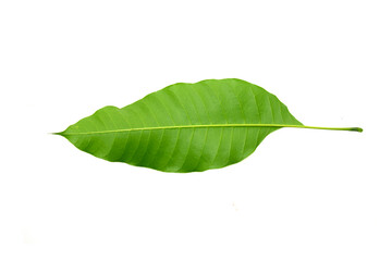 Fresh mango leaves isolated on a white background