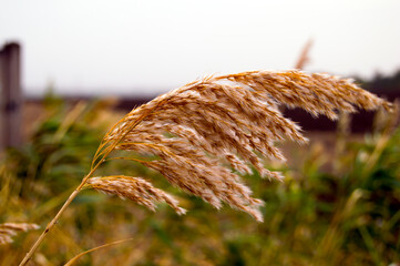 grass in a field