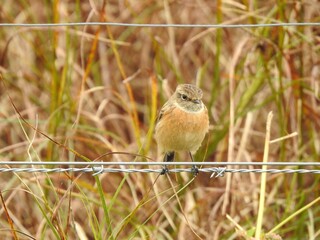 Close-up front view of female Stonechat standing on a horizontal wire