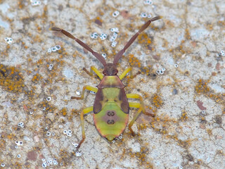 Bug (Plinachtus imitator), nymph