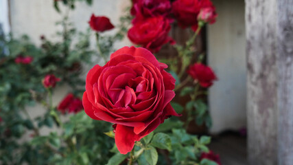 rose flower red beautiful