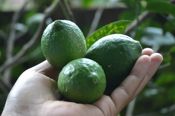 hand holding green lemons